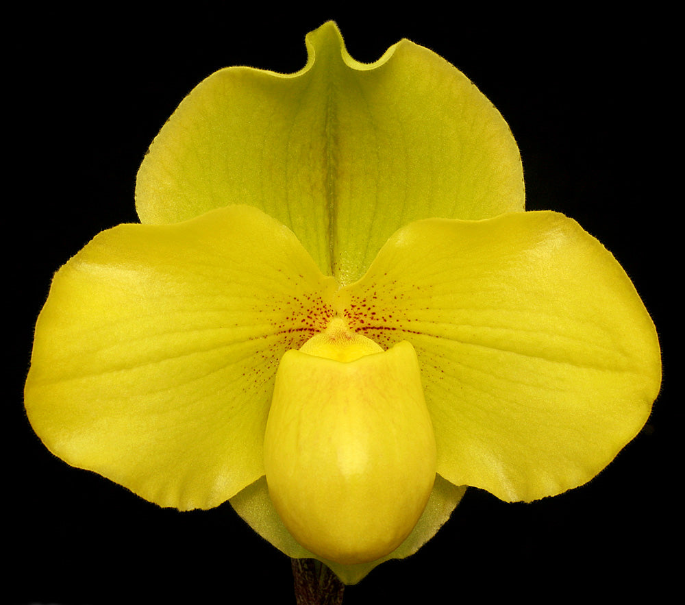 Paphiopedilum Hot Stuff 'Golden Angel' AM/AOS, SM/CSA