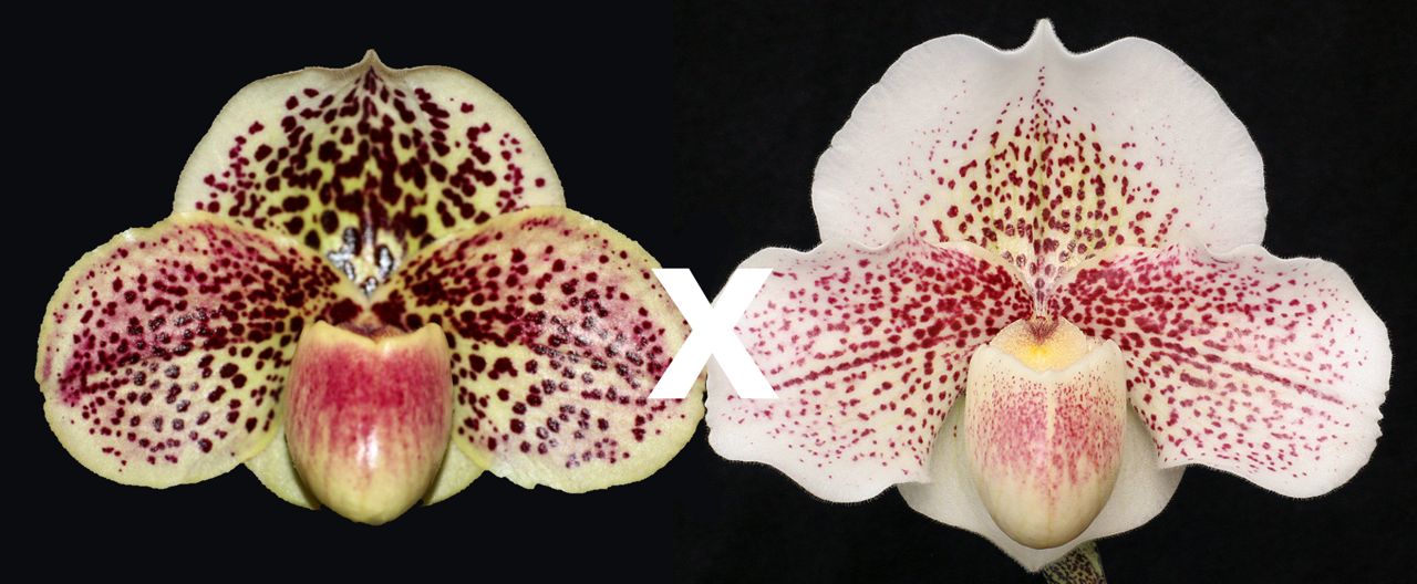 Paph. Bedazzle ‘Winter Blast’ x Fantasy ‘Galaxy Quest’