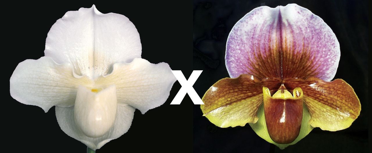 Paph. Freckles ‘Bridal Vale’ HCC/AOS x Woodrose ‘Rose Haze’