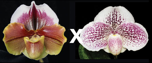 Paphiopedilum King Frank 'Papa Aroha' x Pink Legacy ‘Cinnamon moon’