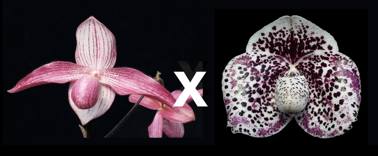 Paph Delrosi x Bellatulum ‘B’