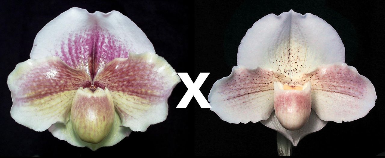 Paph Fire and Ice ‘Pink Moon’ x Incan Treasure ‘Quintessence’