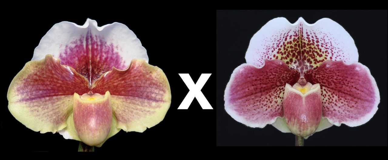 Paphiopedilum Pink Legacy 'Mystic Moon' x Mooncharm 'Moonchild'