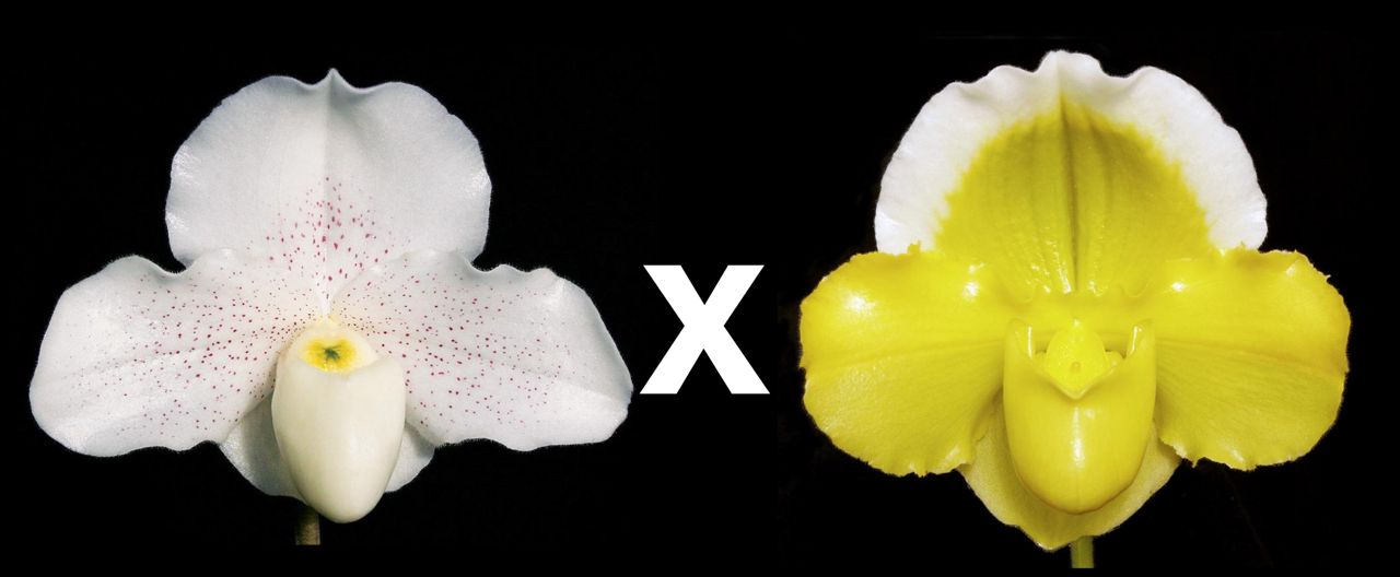 Paphiopedilum Skip Bartlett 'White Pepper' HCC/AOS x Alex Szabo 'Pure Gold' AM/AOS