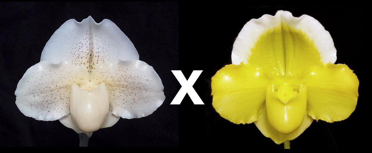 Paphiopedilum White Queen 'Enchanted Moon' HCC/AOS x Alex Szabo 'Pure Gold' AM/AOS