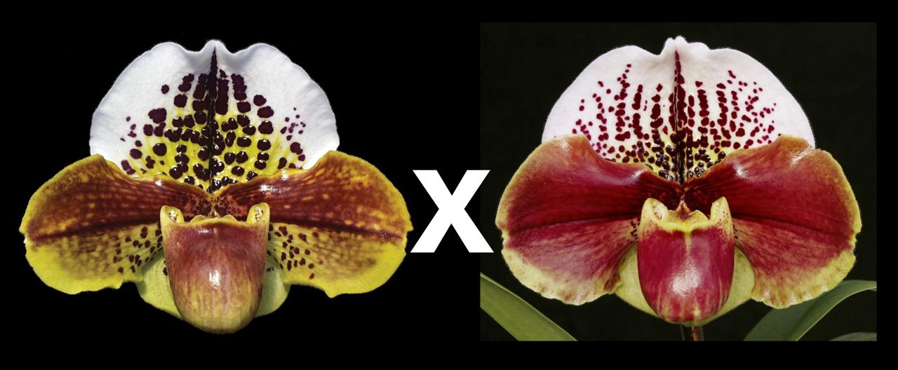 Paphiopedilum Kimberly Szabo '#2' x Anna Szabo 'Tony'