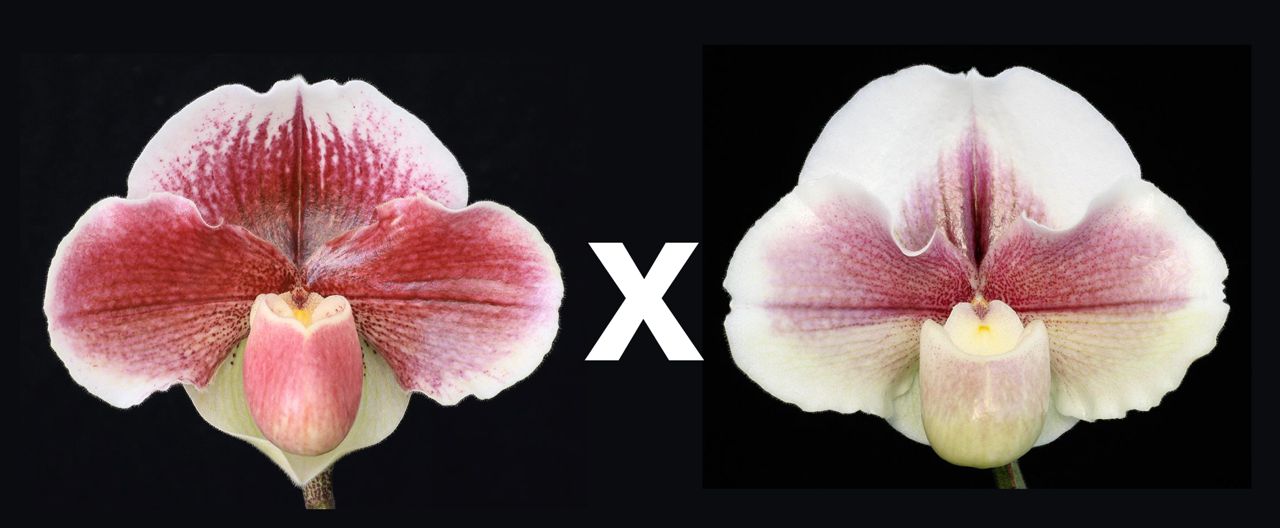 Paphiopedilum (Maggie Anne x lWhite Legacy) 'Rose Colored Glasses' x (Kimura's Present x Winter Star) 'Moonchild'