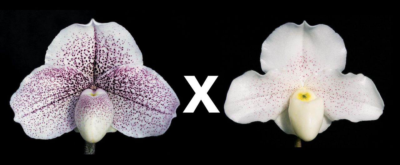 Paphiopedilum Legacy's Child 'Dust Storm' AM/AOS x Skip Bartlett 'White Pepper' HCC