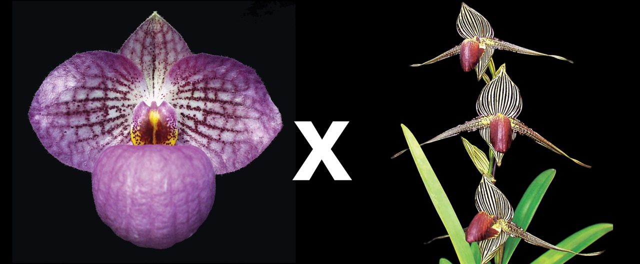 Paphiopedilum Magic Lantern x Rothschildianum