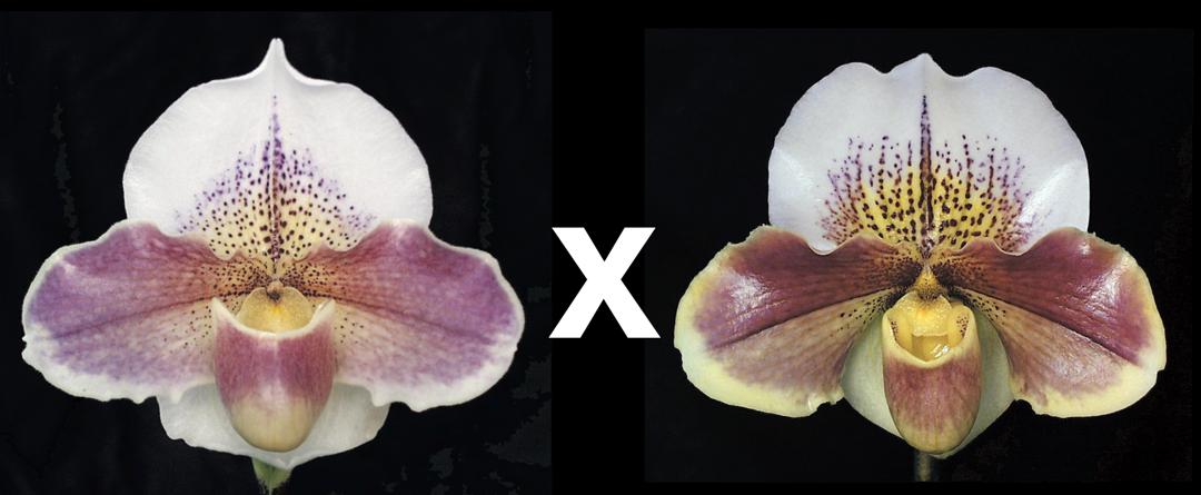 Paphiopedilum Rosy Prospect 'Woodbrook' HCC/AOS x Carmen Coll 'Queen of Hearts'