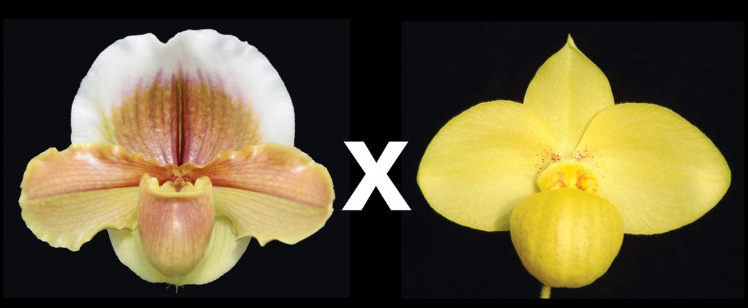 Paphiopedilum Golden Chalice 'Carimo Gold' AM/AOS x Franz Glanz 'Monarch'