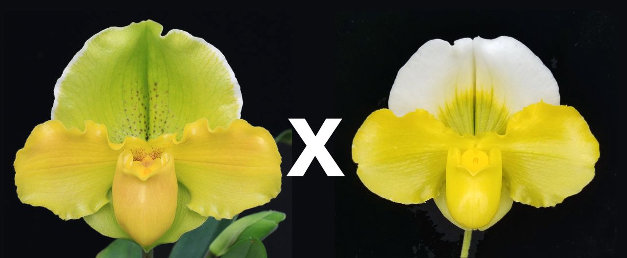 Paphiopedilum Metolius River 'Rising Sun' x (Pacific Shamrock x Titan's Gold) 'Golden Globe'
