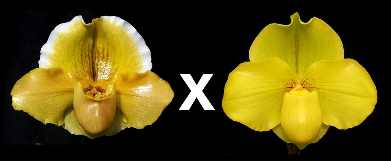 Paphiopedilum Donna Hanes 'Papa Aroha' x Hot Stuff 'Golden Angel' AM