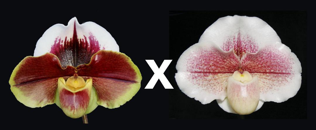 Paphiopedilum (Amandahill x Calif. Girl) 'Red Moon Rising' x Winter Star 'Perfection" AM/AOS