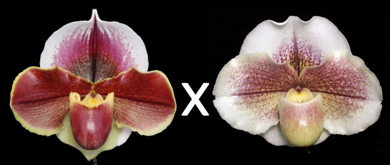 Paphiopedilum Horizon Flame 'Red Dawn' x Winter Star 'Perfection'