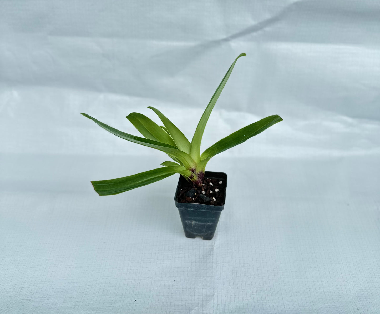 Paphiopedilum Woodrose 'Echo' AM/AOS