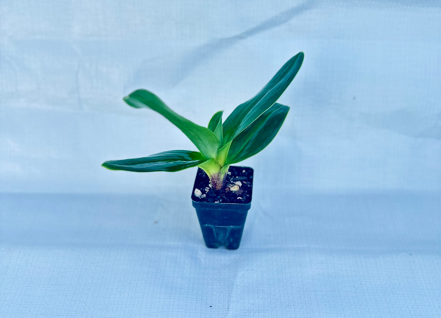 Paphiopedilum Jenna Marie 'Royale Gem' x Red Spring 'Smaba'