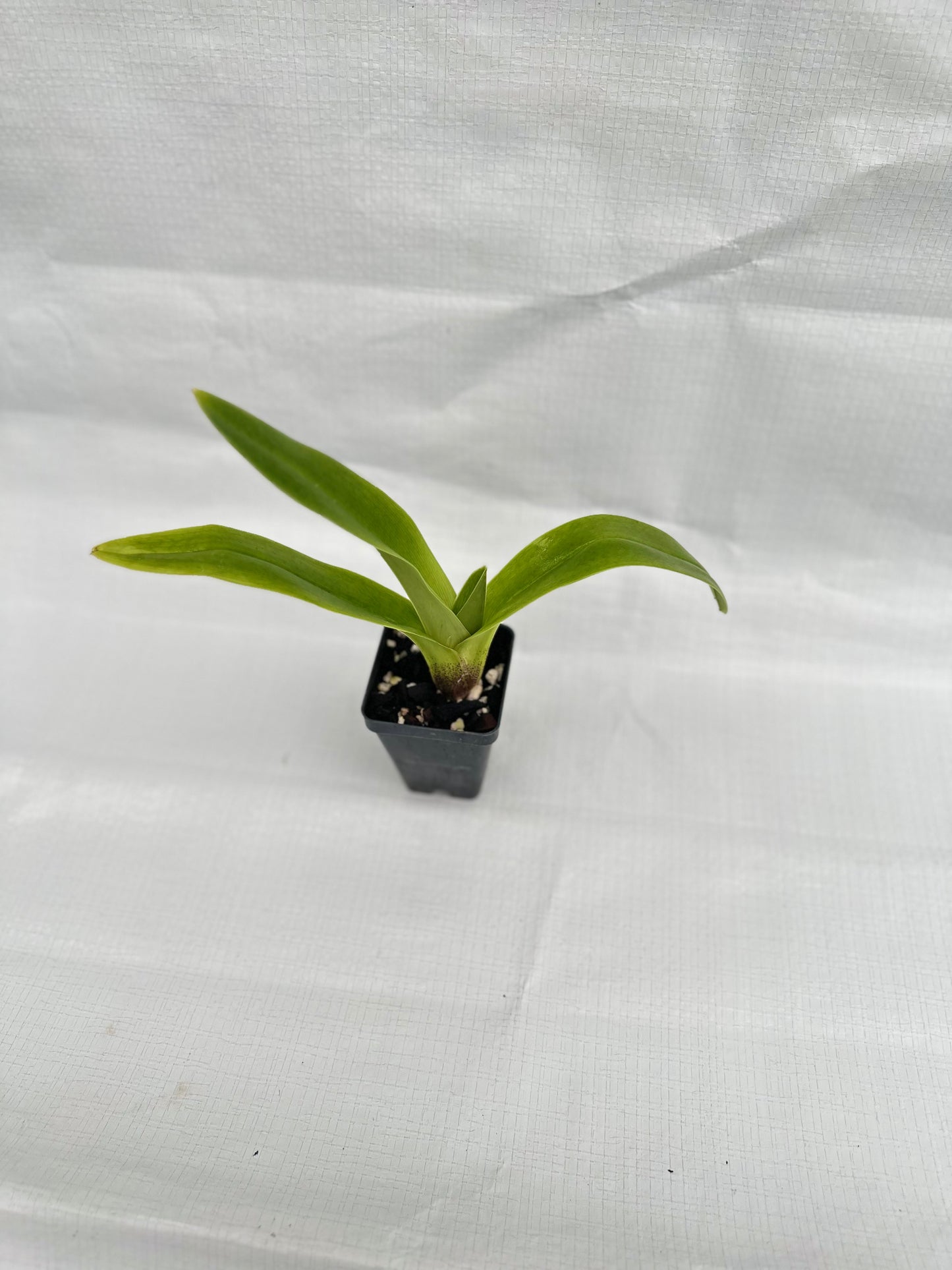 Paphiopedilum Legacy Moon 'Mammoth' x Seduction 'Last Chance'