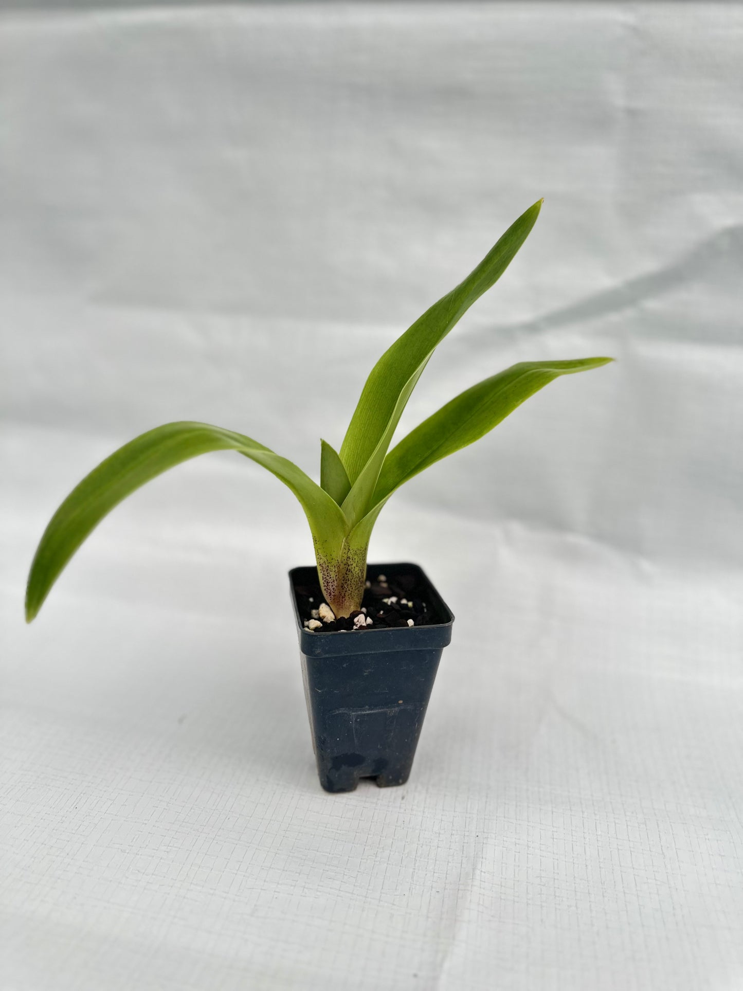 Paphiopedilum Legacy Moon 'Mammoth' x Seduction 'Last Chance'