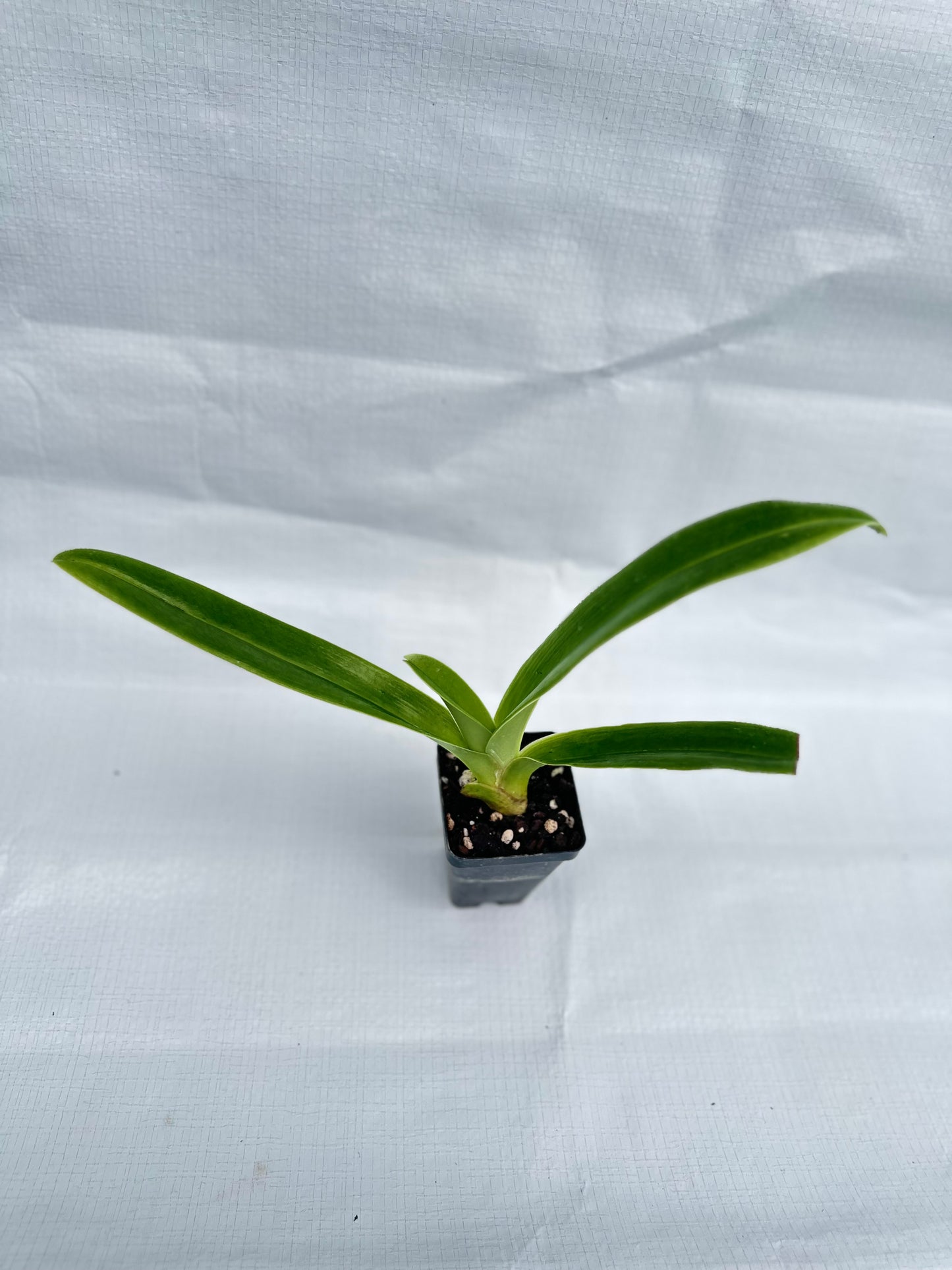 Paphiopedilum Magic Mood 'Royal Sunshine'HCC/AOS x Yerba Nueva 'San Carlos'HCC