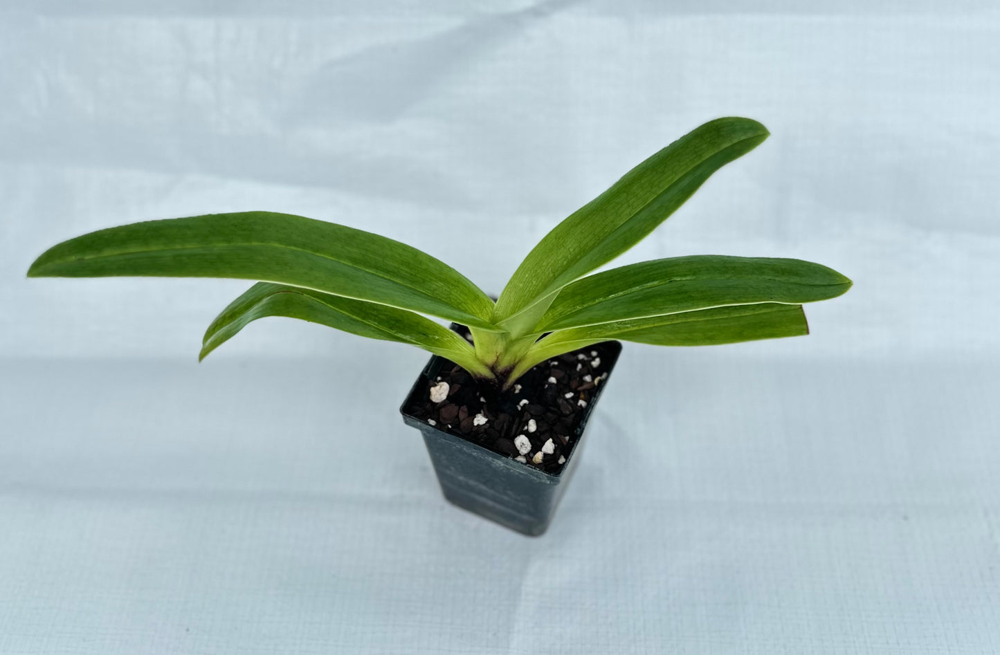 Paphiopedilum Wend Valley 'Valentine' x California Girl 'Big Bear' B/CSA