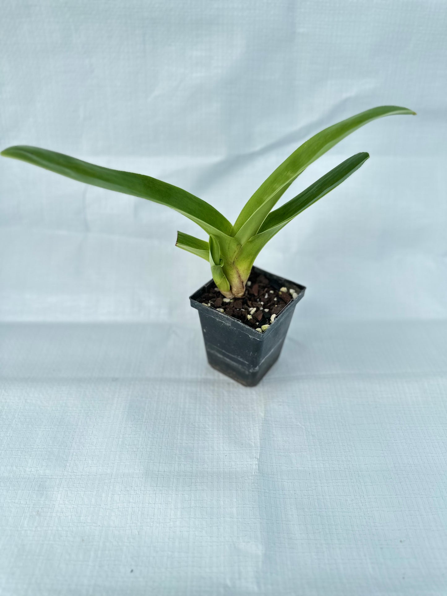 Paphiopedilum Engraved 'Cathey' AM/AOS x Via Virgenes 'Moondust'HCC