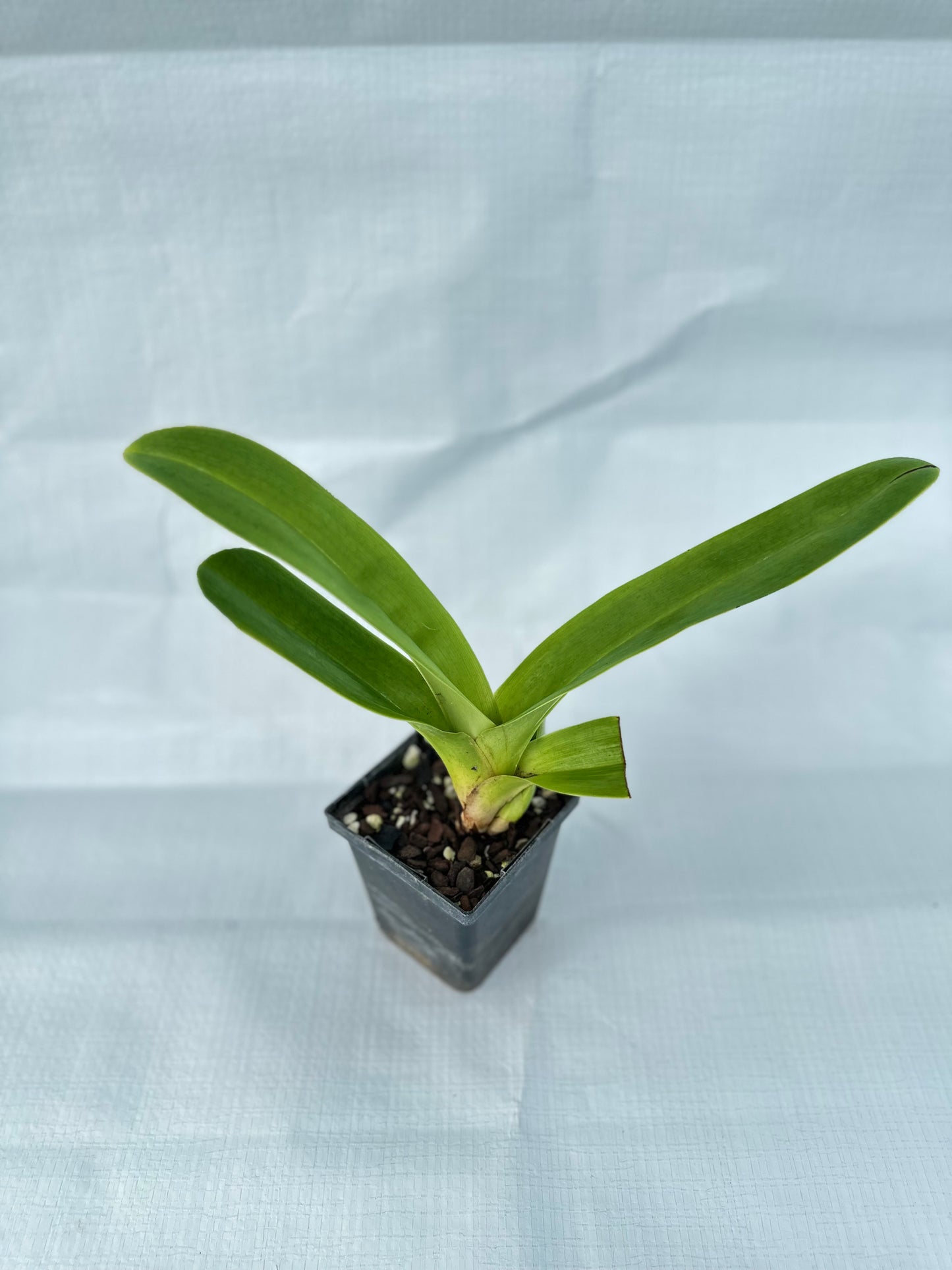 Paphiopedilum Engraved 'Cathey' AM/AOS x Via Virgenes 'Moondust'HCC