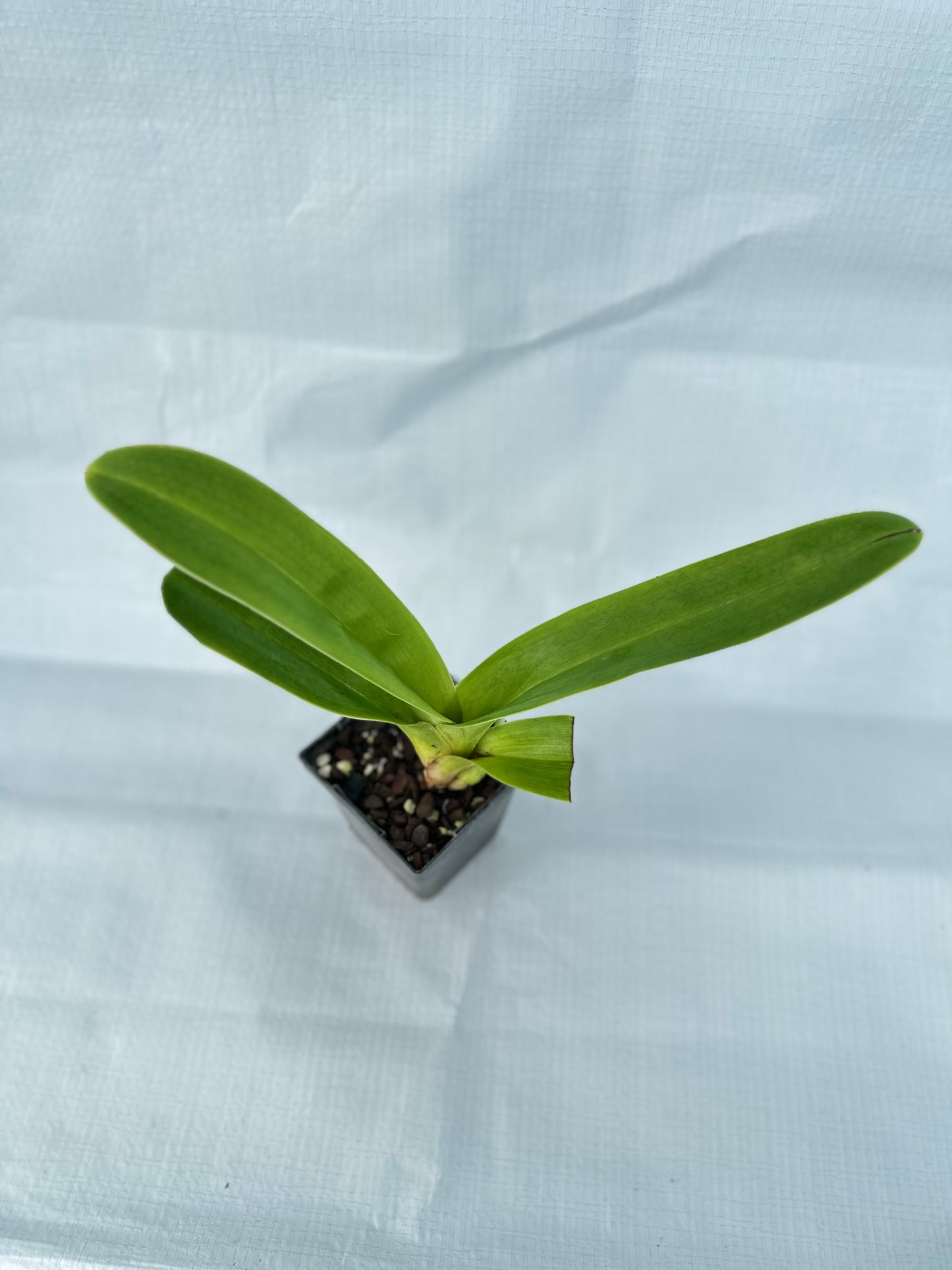 Paphiopedilum Engraved 'Cathey' AM/AOS x Via Virgenes 'Moondust'HCC