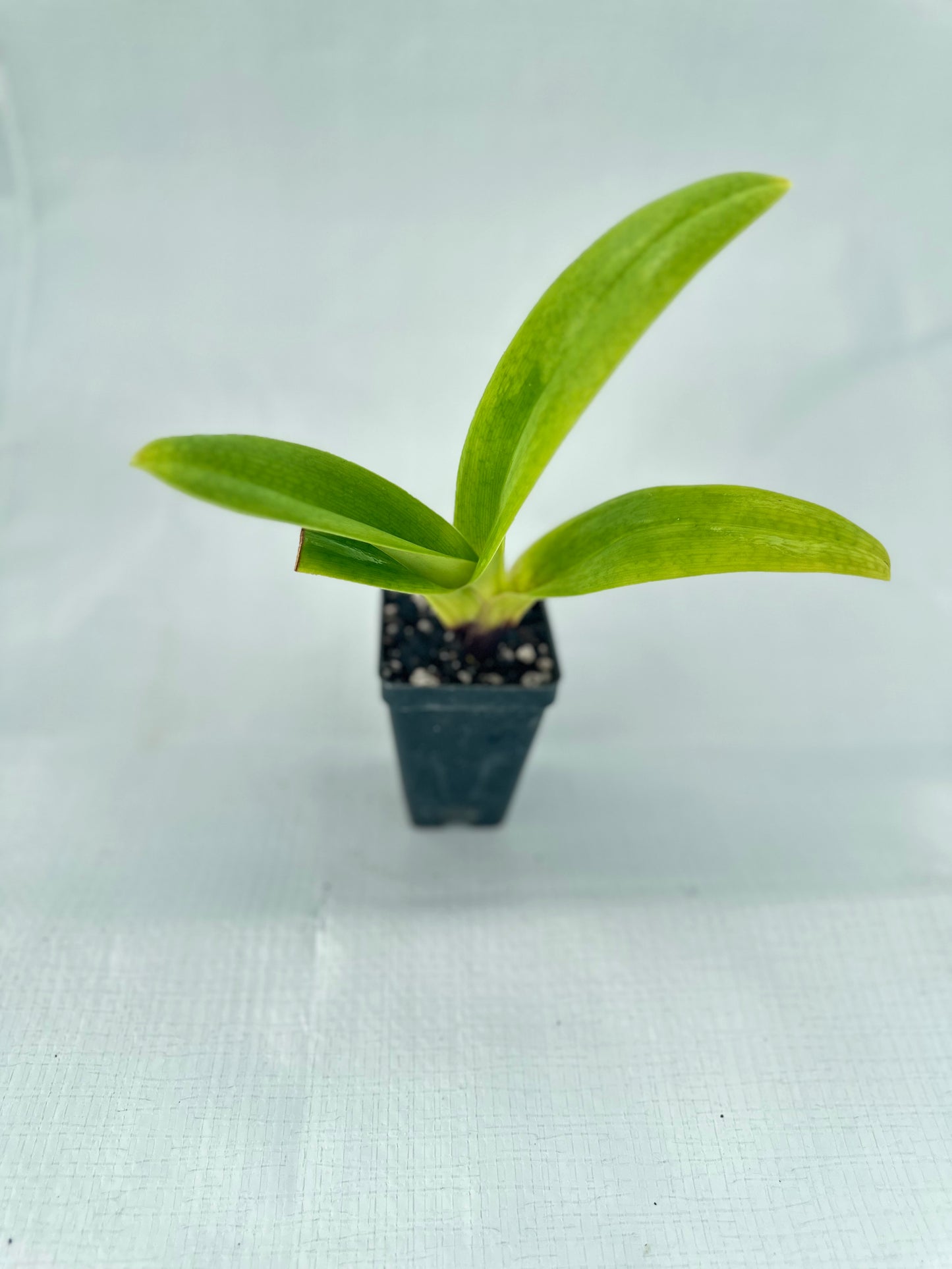 Paphiopedilum Pandemonium