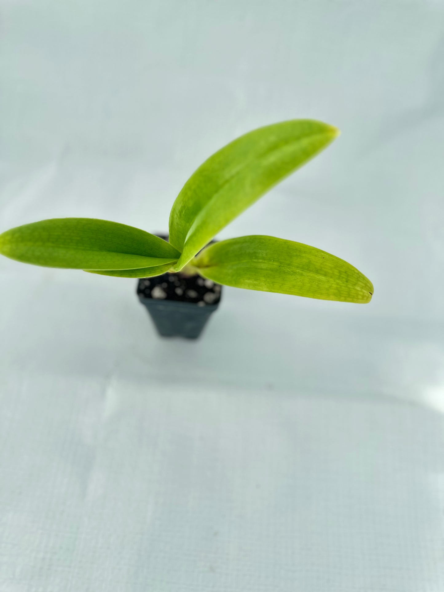 Paphiopedilum Pandemonium