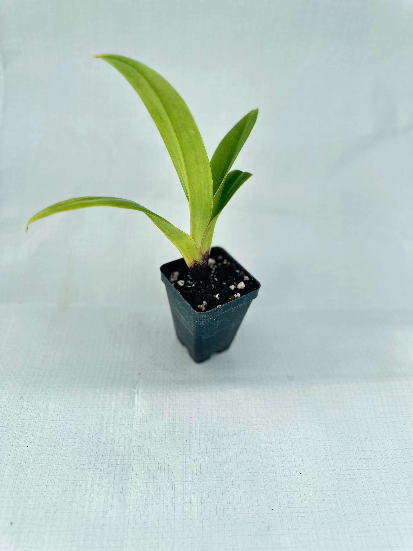 Paphiopedilum Pandemonium