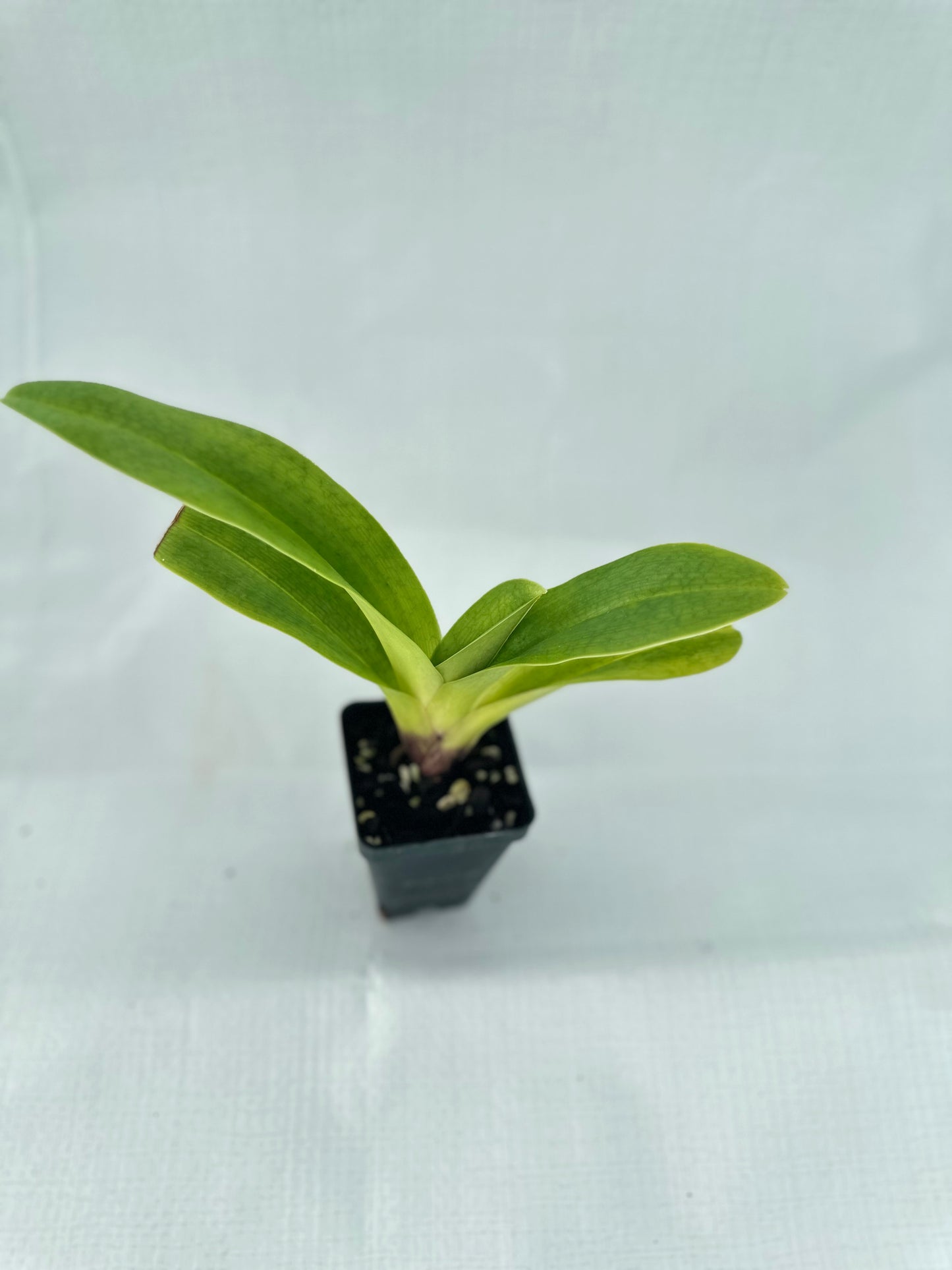 Paphiopedilum Red Thunder