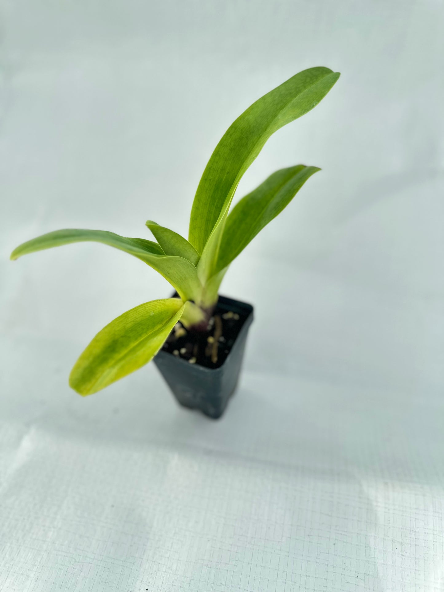 Paphiopedilum Red Thunder