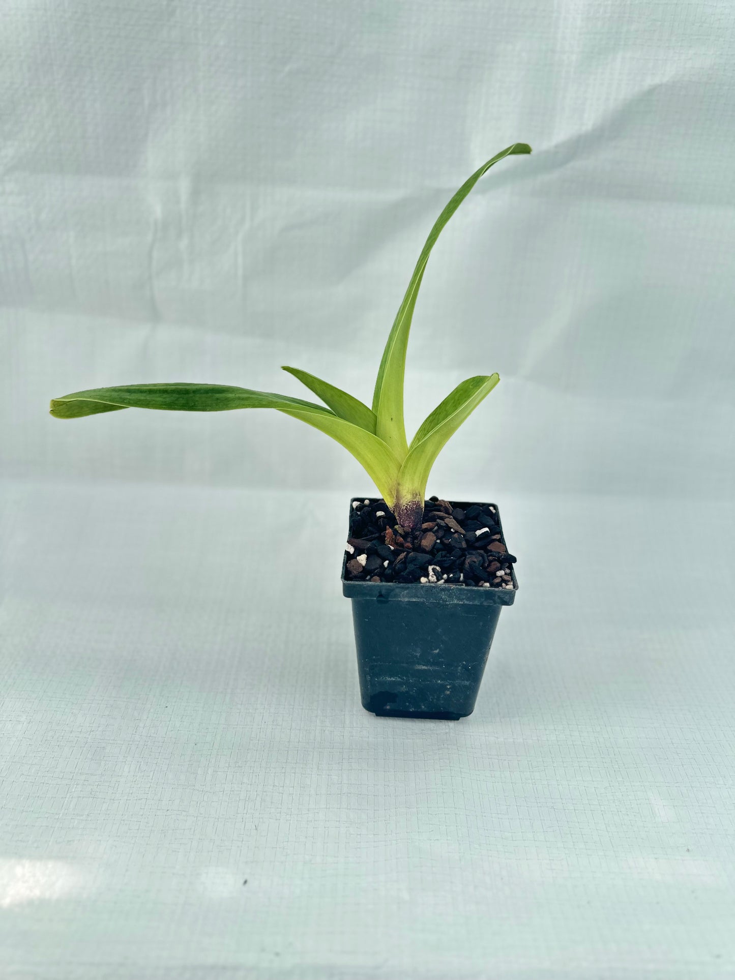 Paphiopedilum Startler 'Glace'AM/AOS x King Frank 'Papa Aroha'