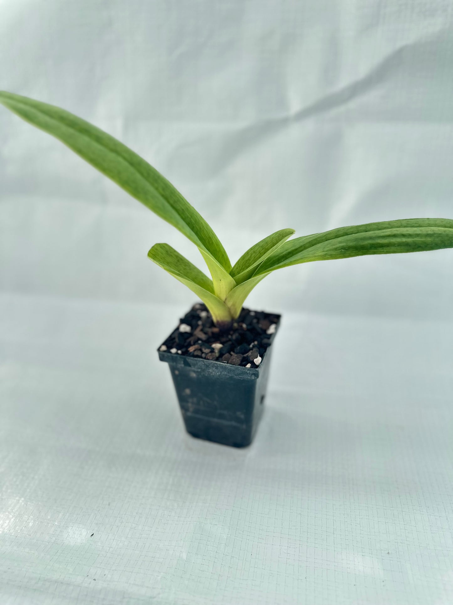 Paphiopedilum Startler 'Glace'AM/AOS x King Frank 'Papa Aroha'