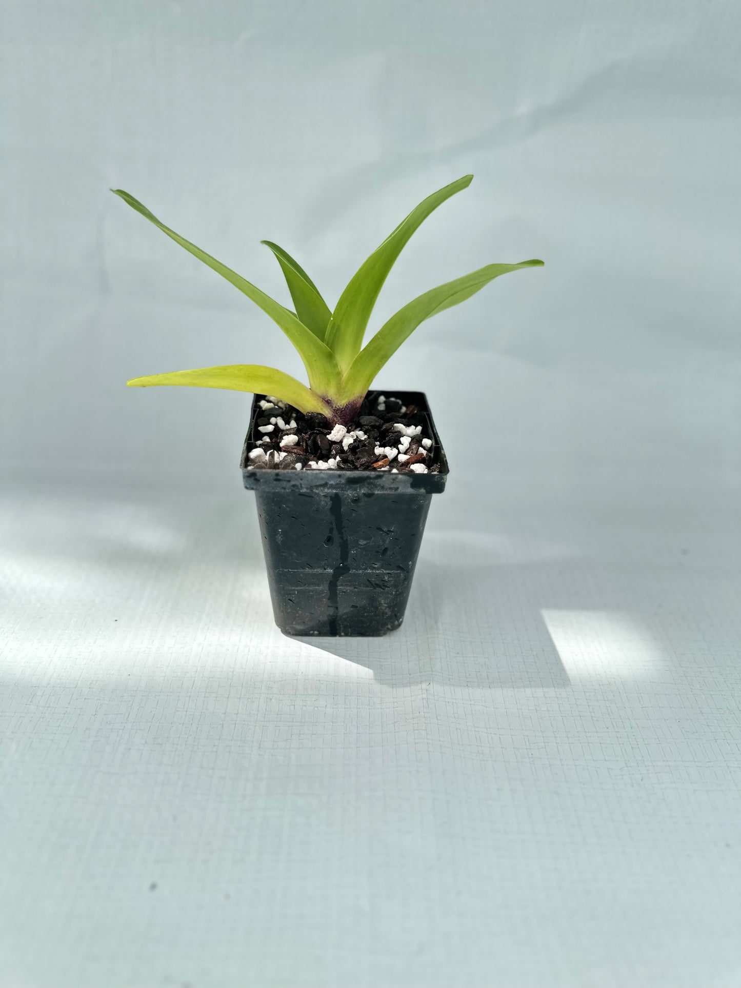 Paphiopedilum Redezelle 'Treasure' AM/AOS