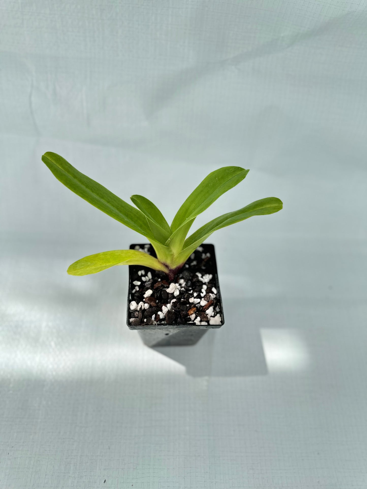 Paphiopedilum Redezelle 'Treasure' AM/AOS