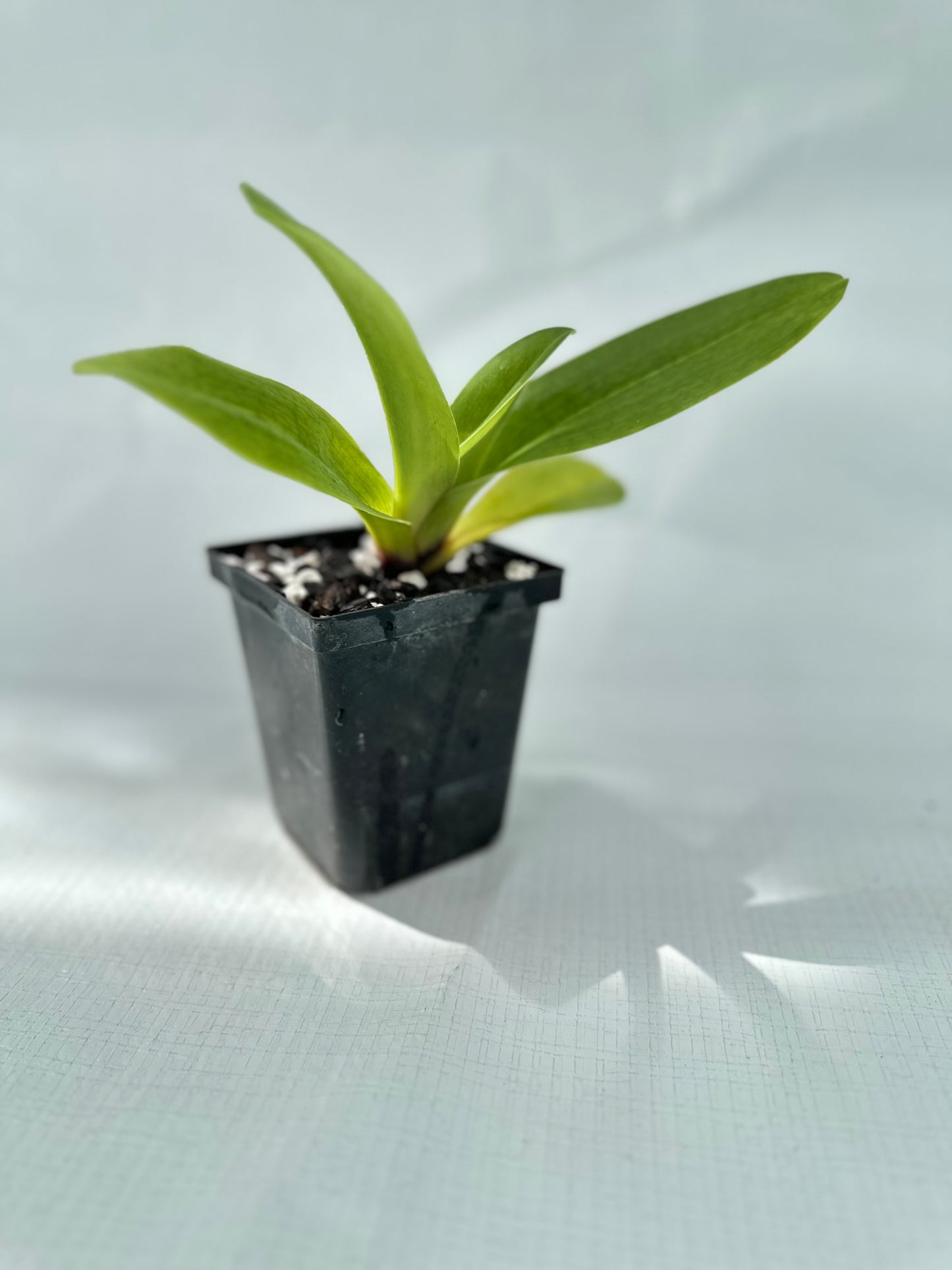 Paphiopedilum Redezelle 'Treasure' AM/AOS