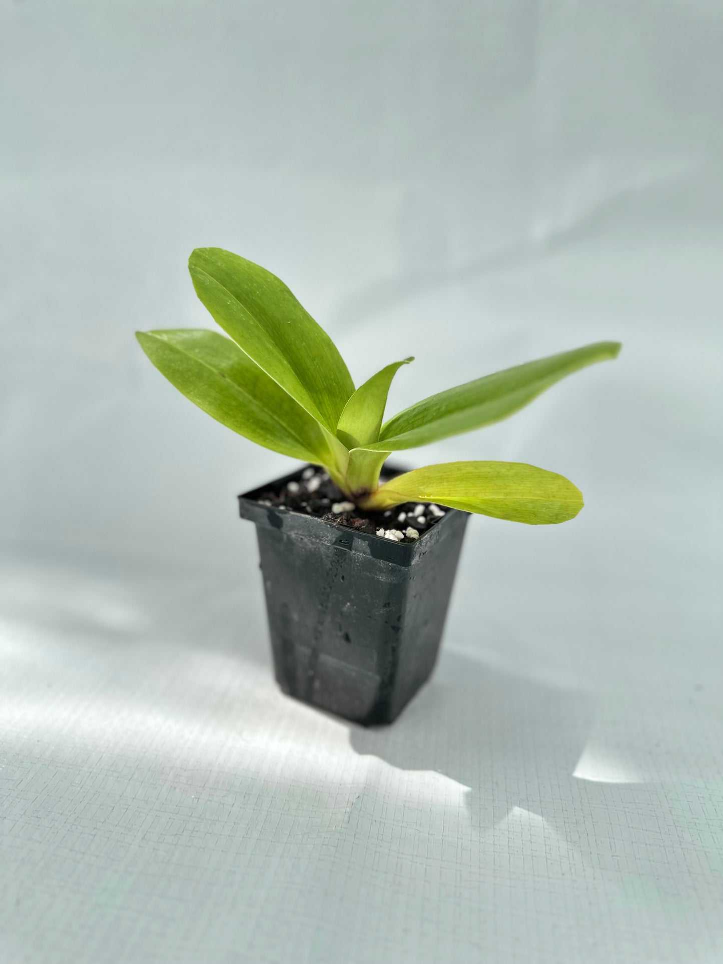 Paphiopedilum Redezelle 'Treasure' AM/AOS