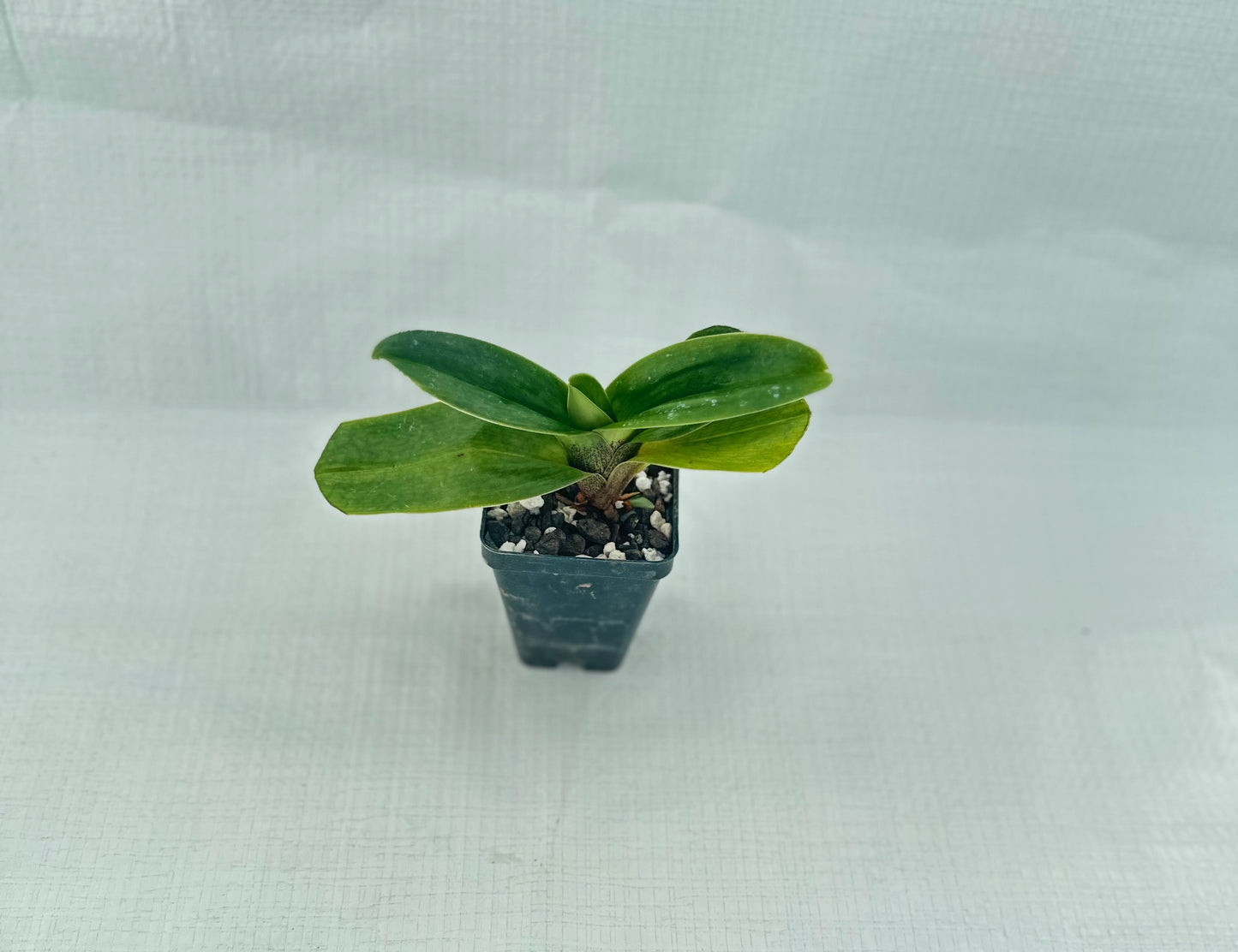 Paphiopedilum Porcelain Treasure 'Pink Perfection'