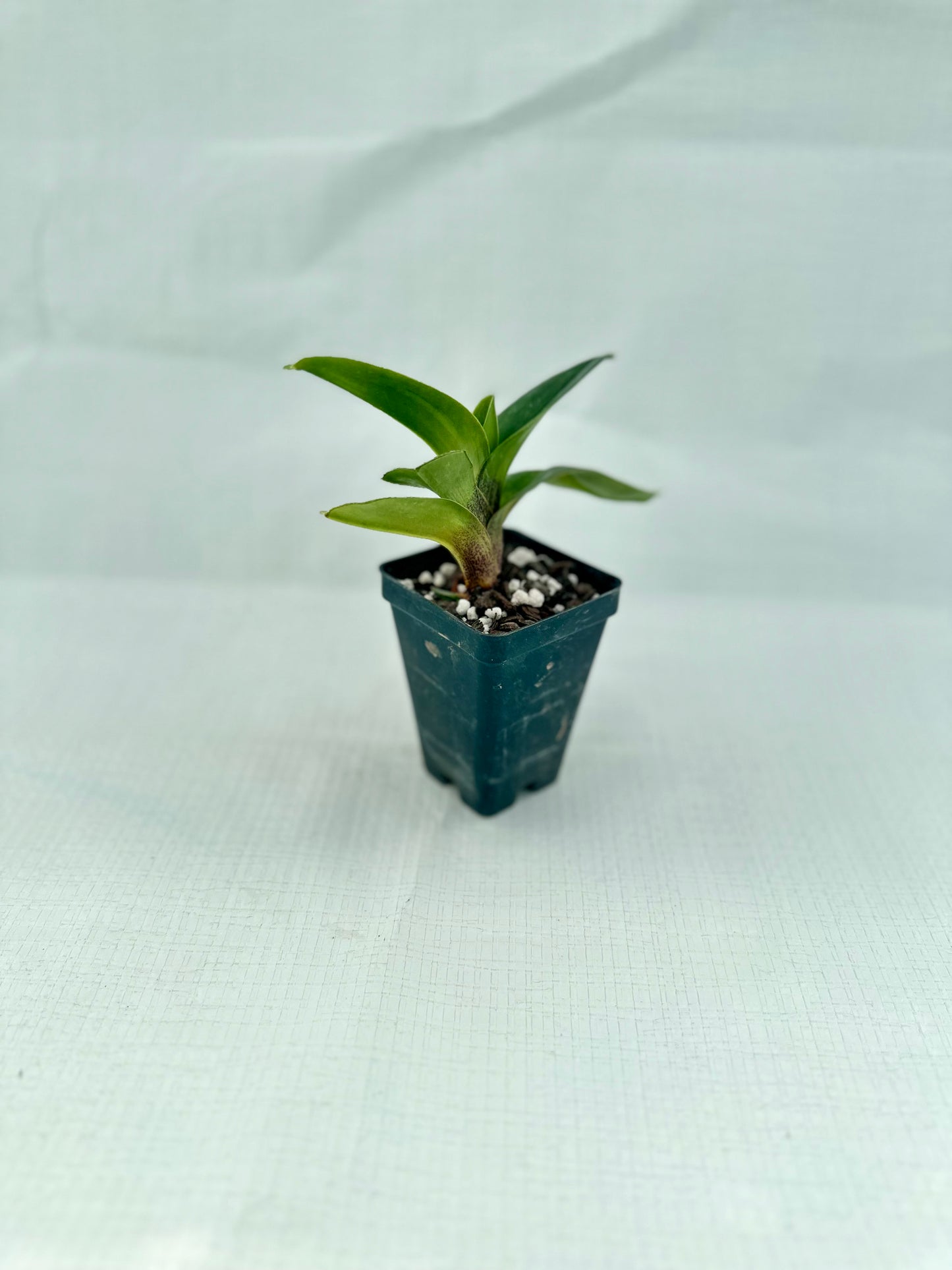 Paphiopedilum Porcelain Treasure 'Pink Perfection'