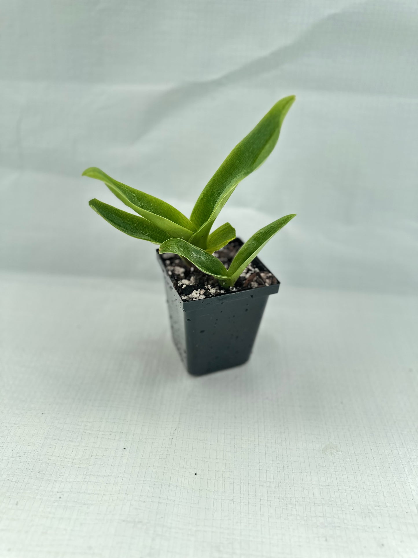 Paphiopedilum Tokyo Knight 'Moonchild' AM