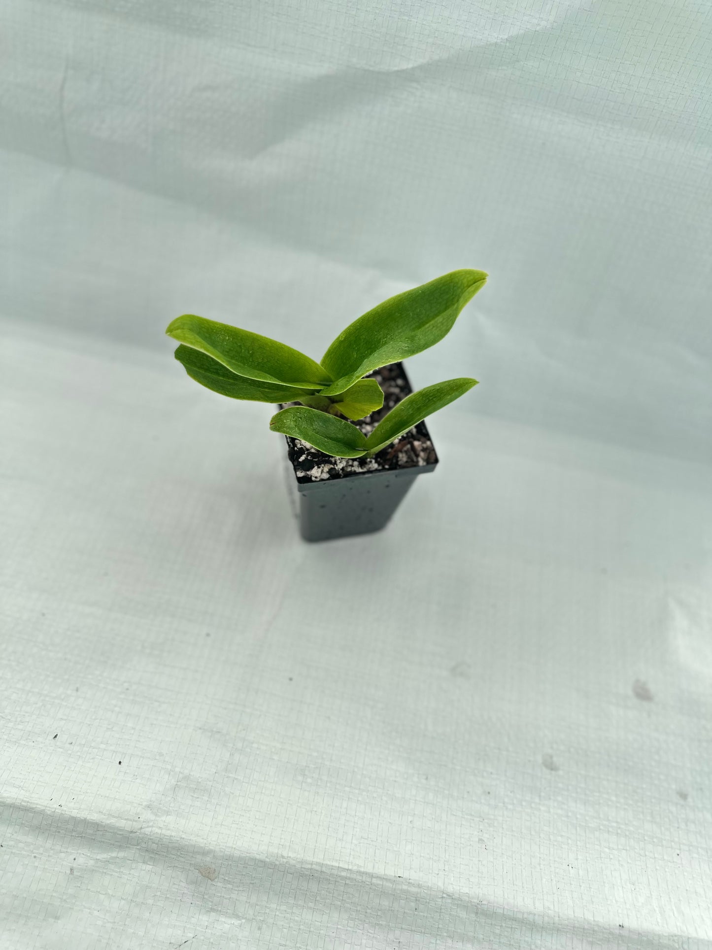 Paphiopedilum Tokyo Knight 'Moonchild' AM