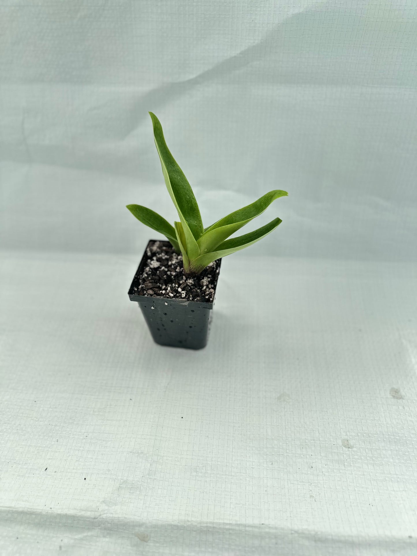 Paphiopedilum Tokyo Knight 'Moonchild' AM