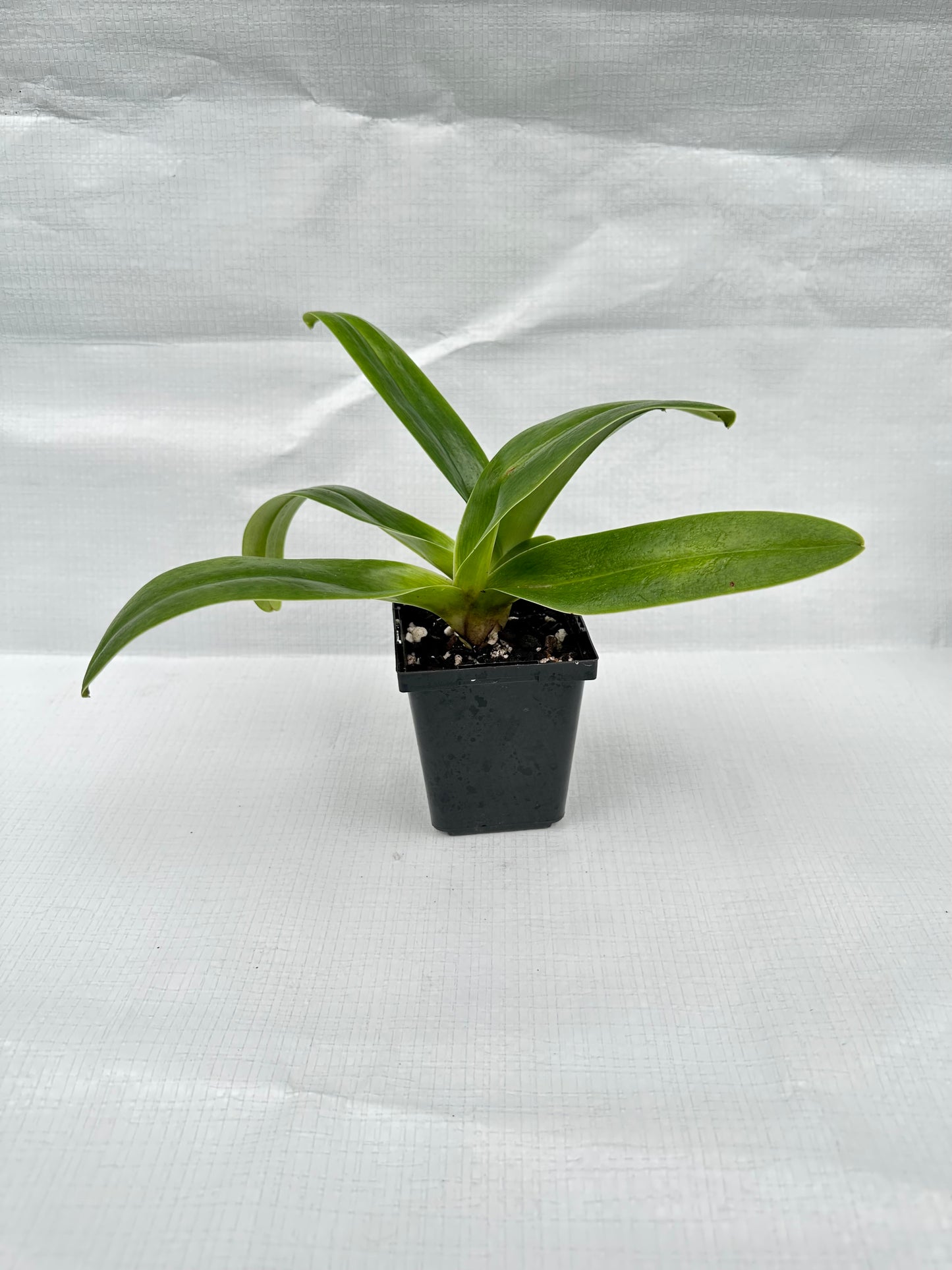 Paphiopedilum Kay's Angel San Carlos'