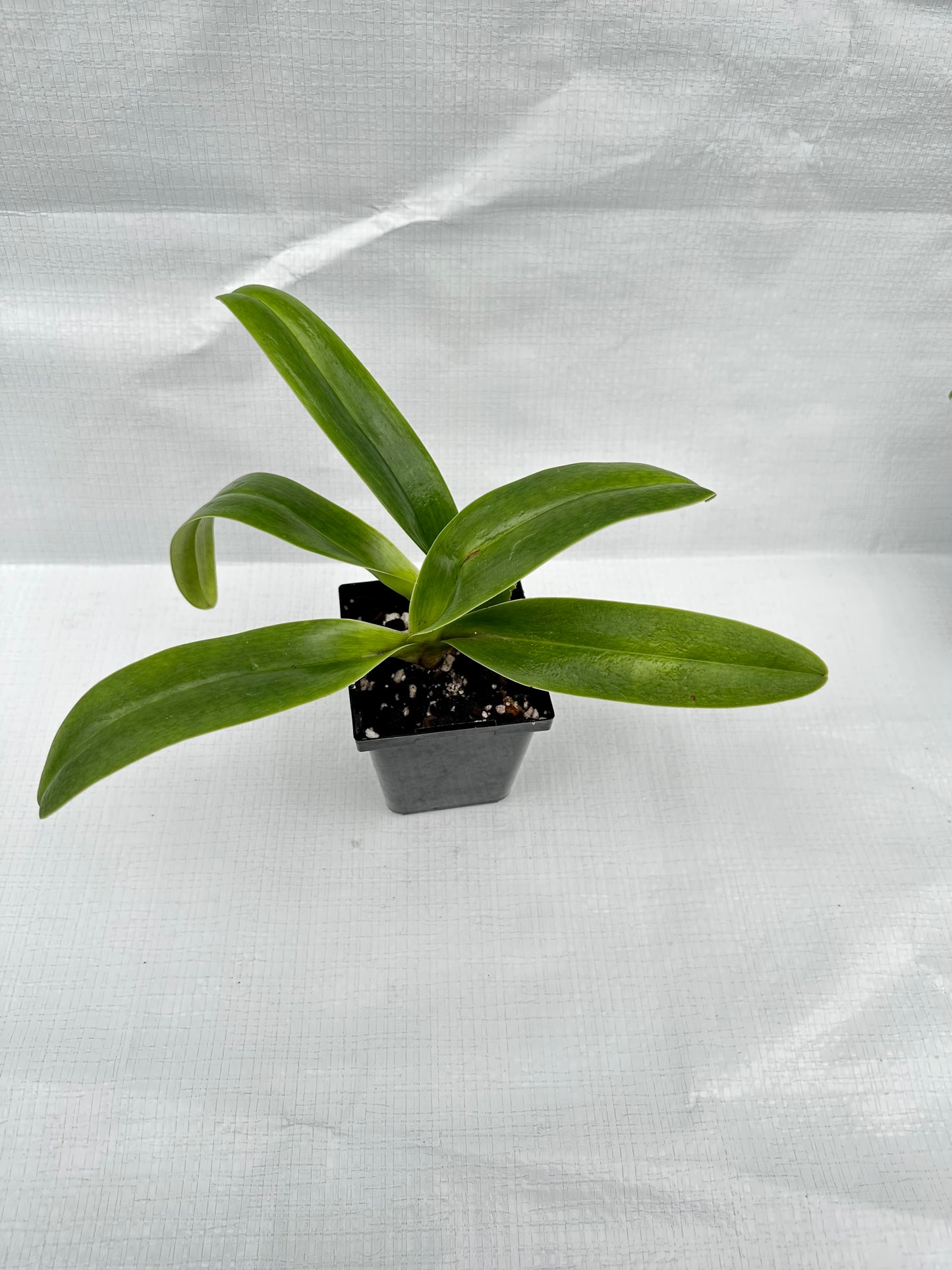 Paphiopedilum Kay's Angel San Carlos'