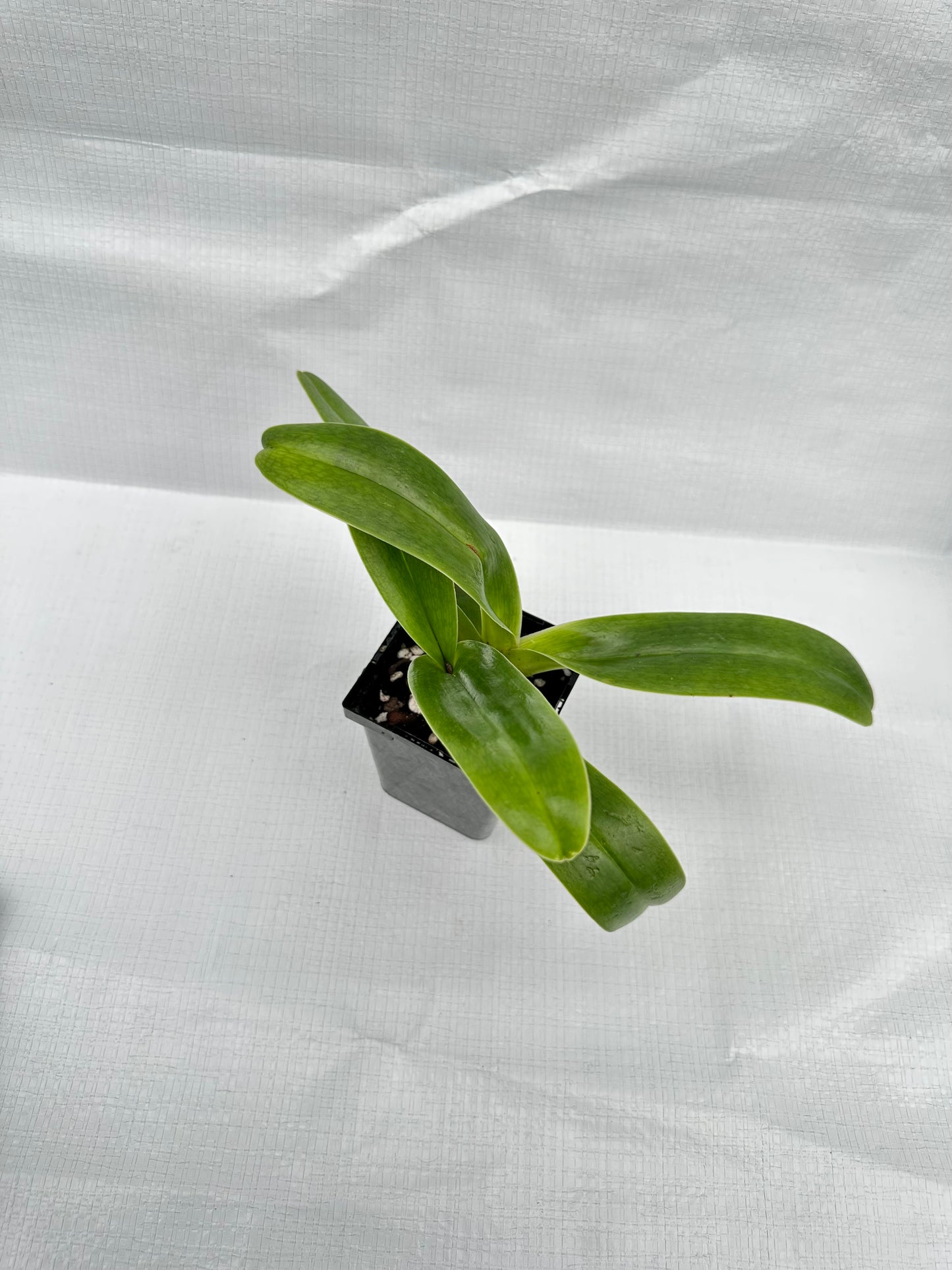 Paphiopedilum Kay's Angel San Carlos'
