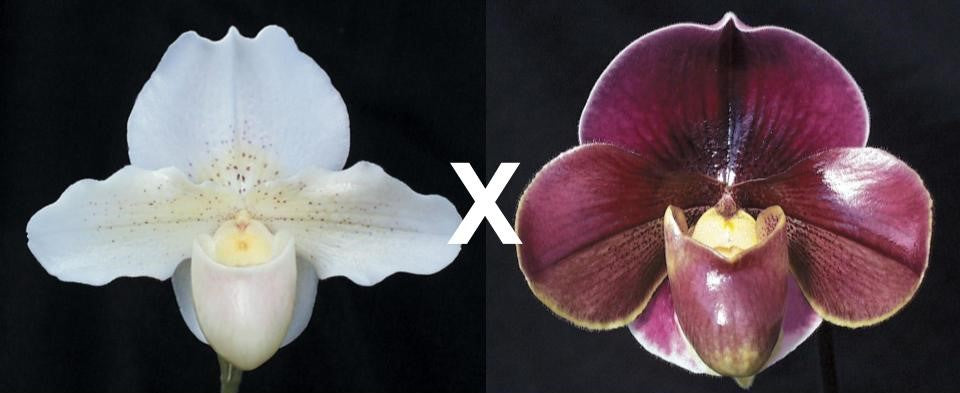 Paphiopedilum Jack Tonkin 'Val's Choice'AM x Startler 'Glace'AM