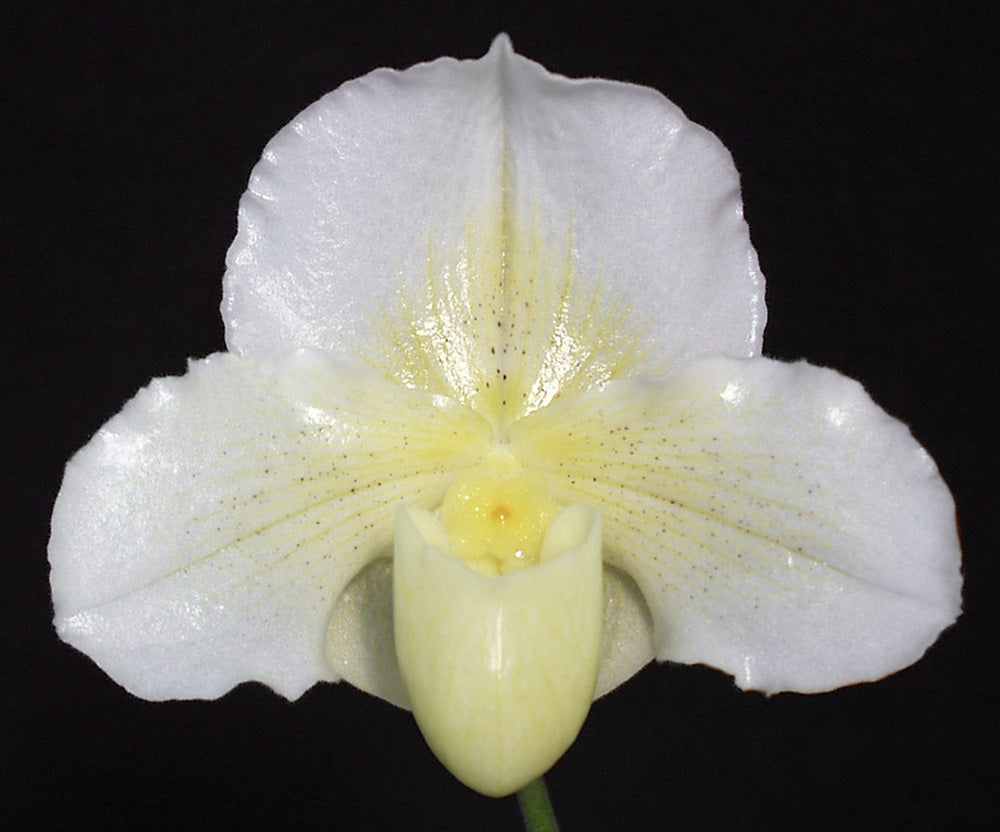 Paphiopedilum Luminance 'New World'