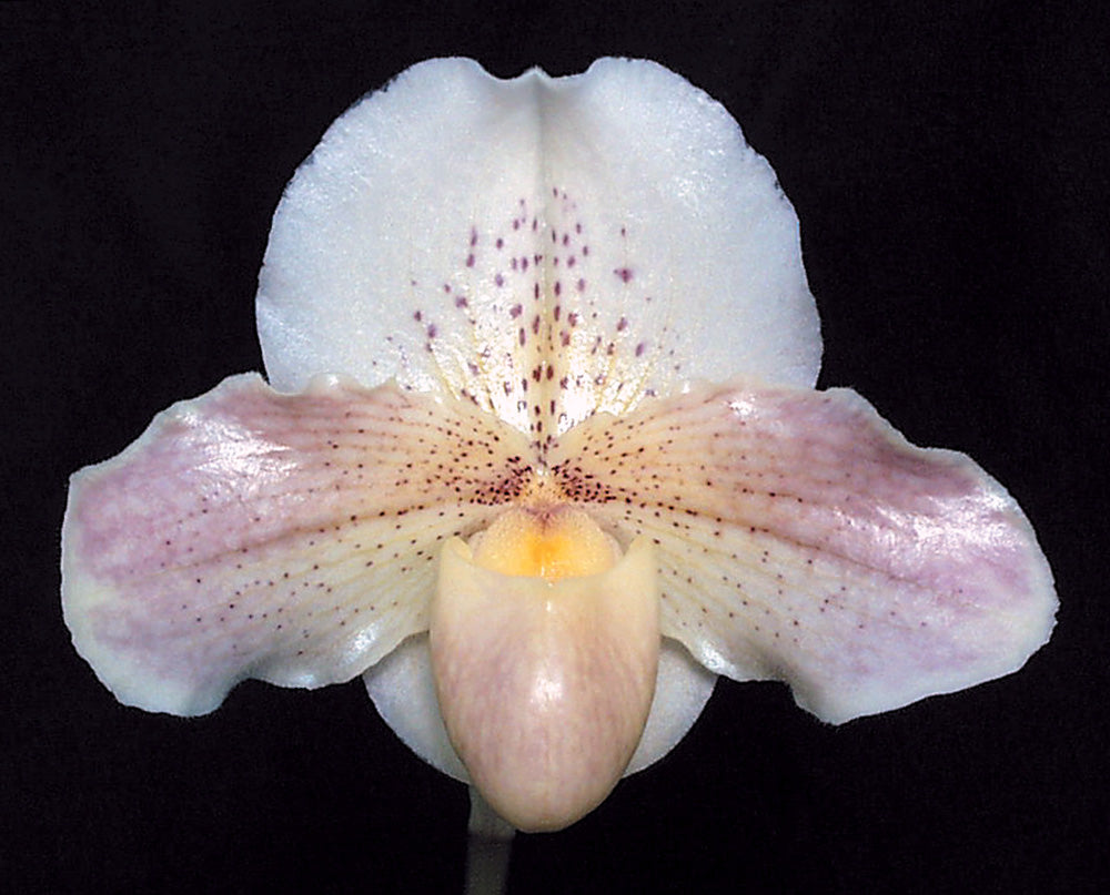 Paphiopedilum Lunacy 'Toby'
